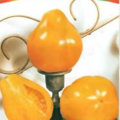 lampa-aladdina-4-132772