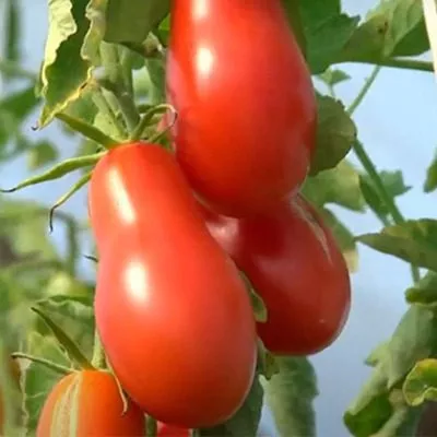 lapochka-dochka-3-166884