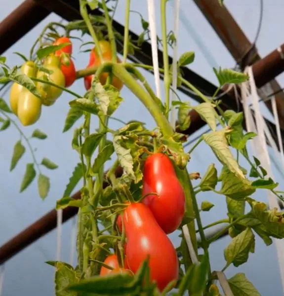 lapochka-dochka-main-166884