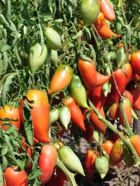 largo-de-hauha-3-142471