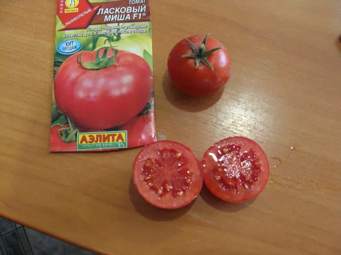 laskovyy-misha-3-142524