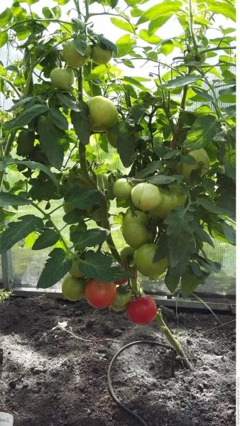 laskovyy-misha-4-142524