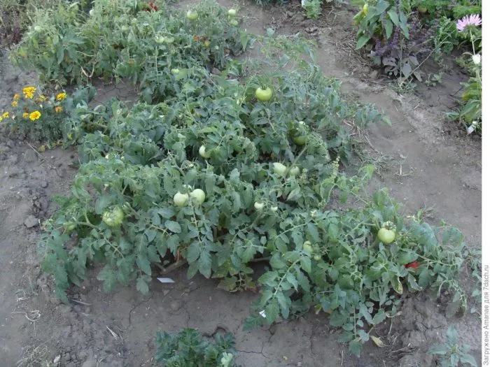 laskovyy-misha-5-142524