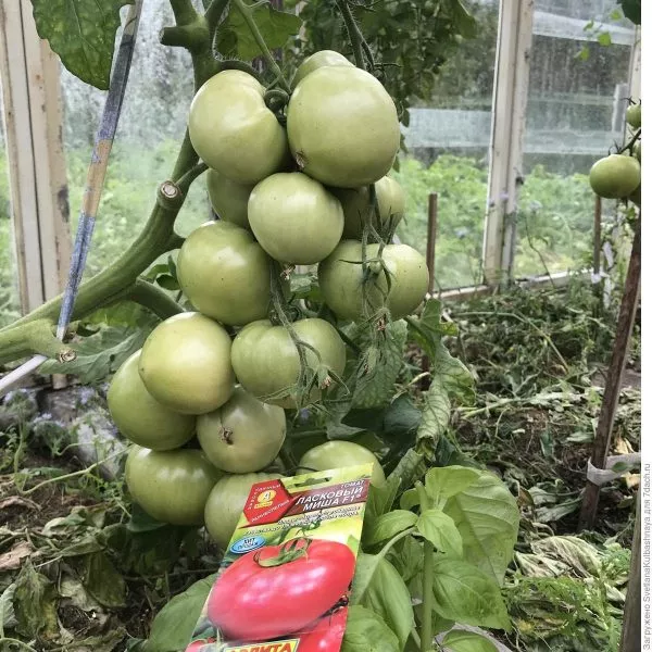 laskovyy-misha-6-142524