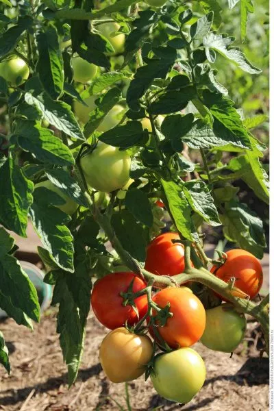 laskovyy-misha-main-142524