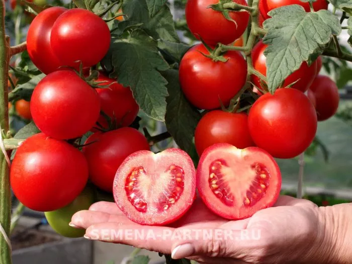 lastochka-main-159023