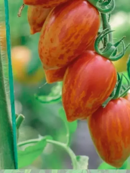 ledenets-krasnyy-1-151053