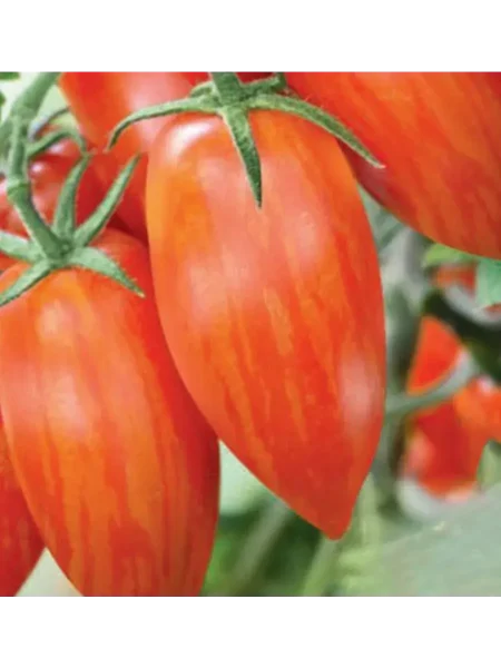 ledenets-krasnyy-main-151053