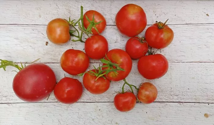 leningradskiy-skorospelyy-2-142949