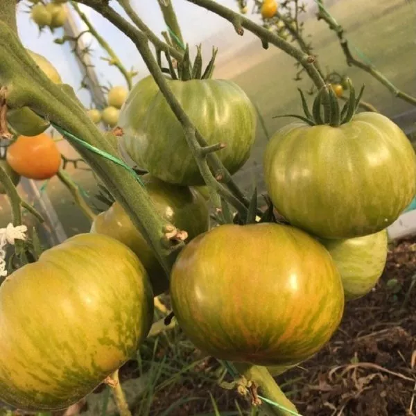 limonnye-polosy-cherroki-2-138272