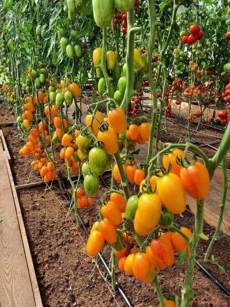 lisiy-hvost-3-142992