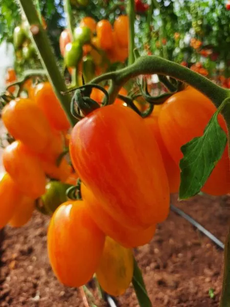 lisiy-hvost-4-142992