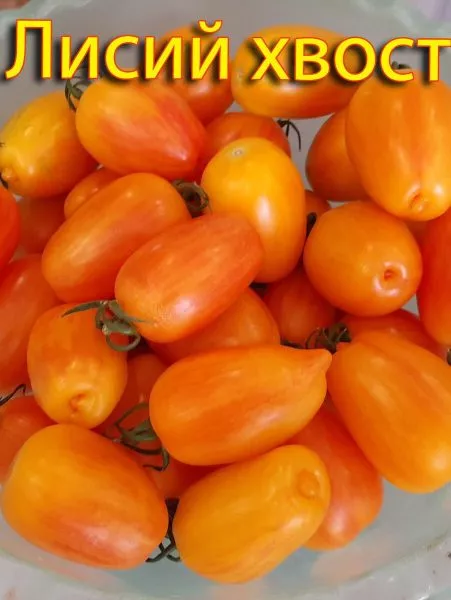 lisiy-hvost-5-142992