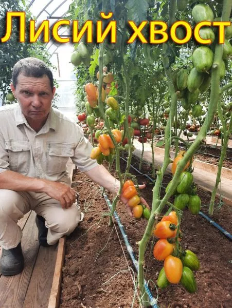 lisiy-hvost-6-142992