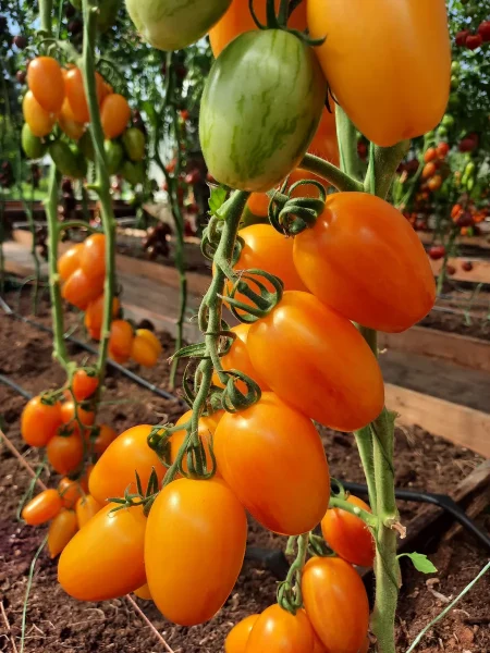 lisiy-hvost-main-142992