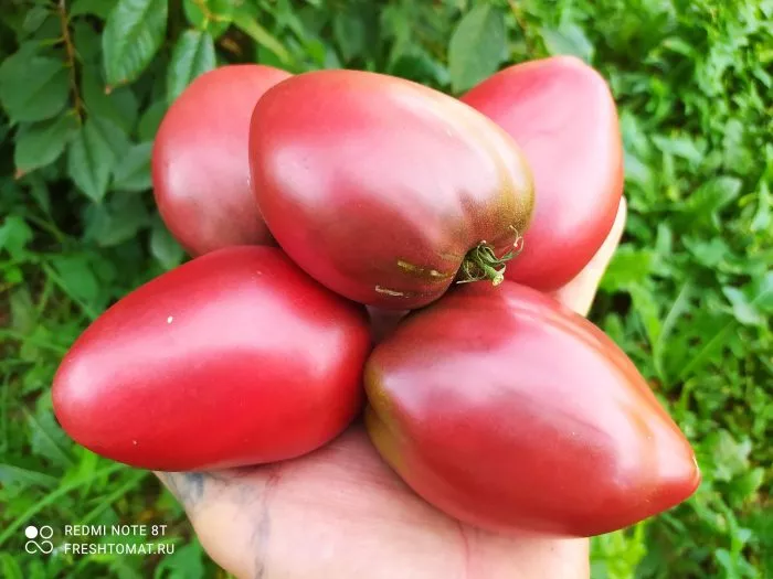 longhorn-main-159002