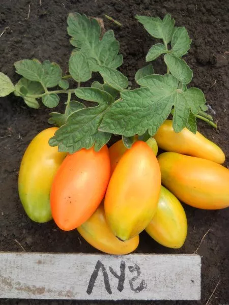 luch-oranzhevyy-2-165057