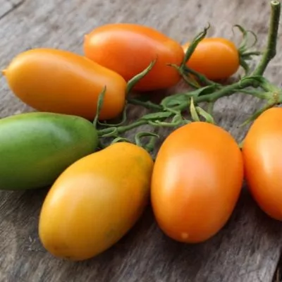 luch-oranzhevyy-3-165057