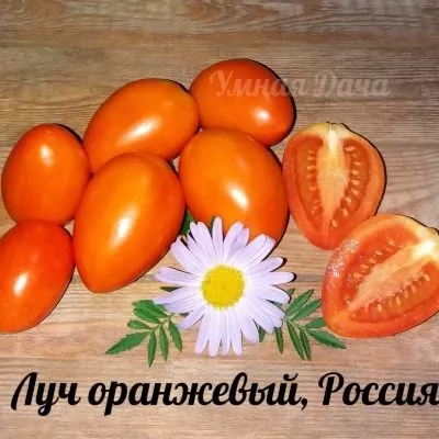 luch-oranzhevyy-5-165057