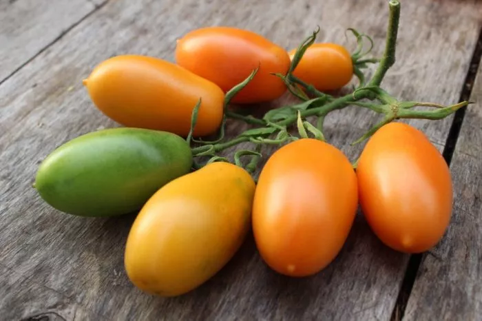 luch-oranzhevyy-main-165057