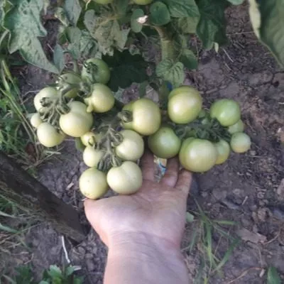 malchik-s-palchik-5-148854