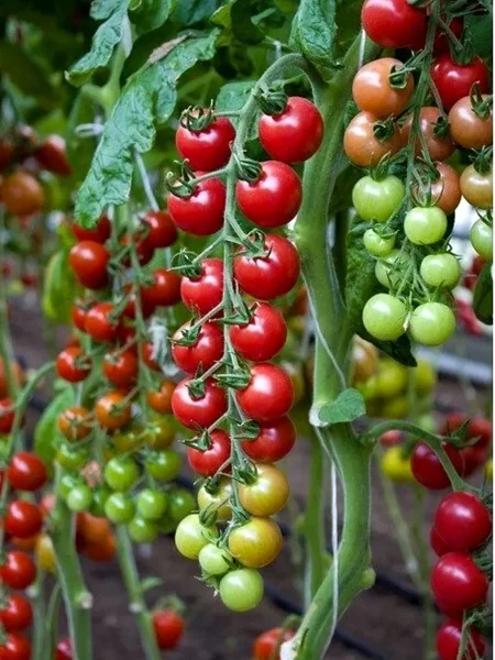 malinovaya-sladost-2-168721