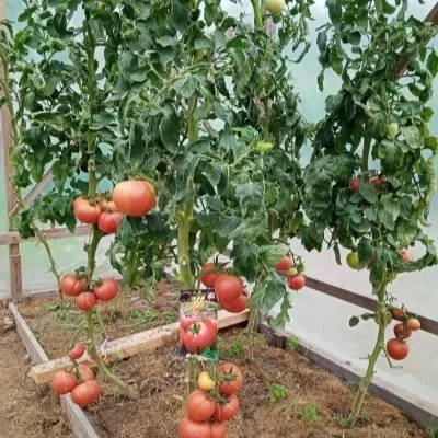 malinovaya-sladost-3-168721