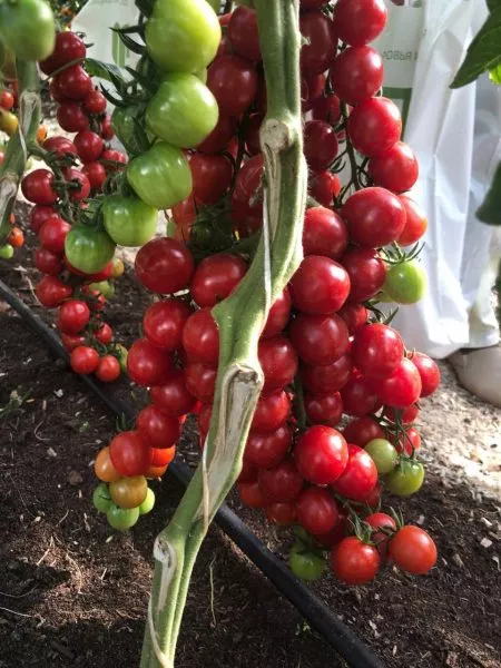 malinovyy-desert-2-168316