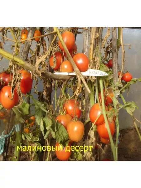 malinovyy-desert-5-168316