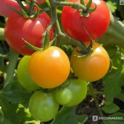 malinovyy-desert-6-168316