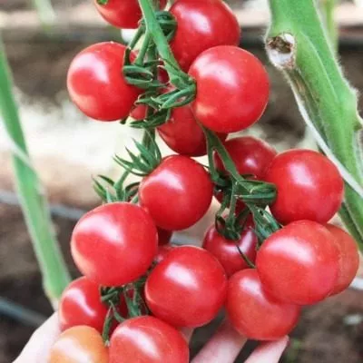 malinovyy-desert-8-168316