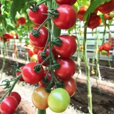 malinovyy-desert-9-168316