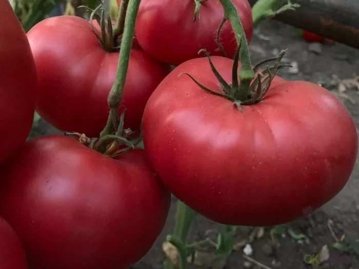 malinovyy-kaftan-7-155748