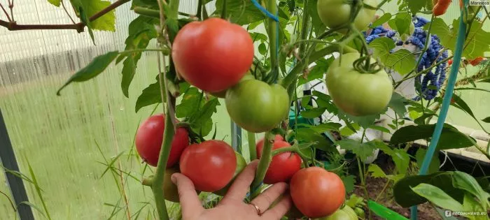 malinovyy-kaftan-8-155748