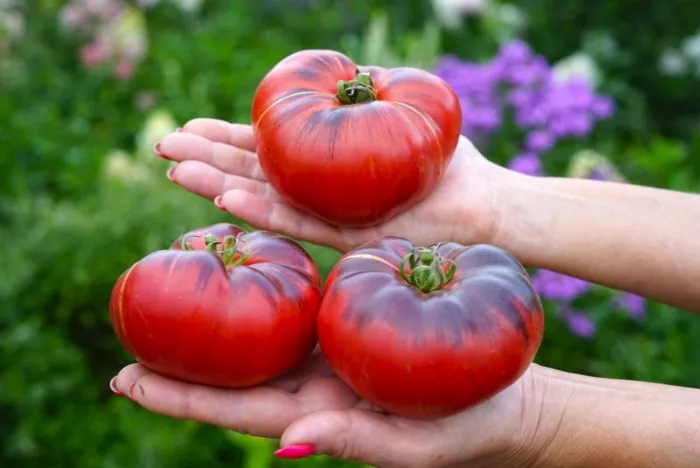 malinovyy-kaftan-main-155748