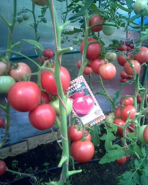 malinovyy-korol-3-151487