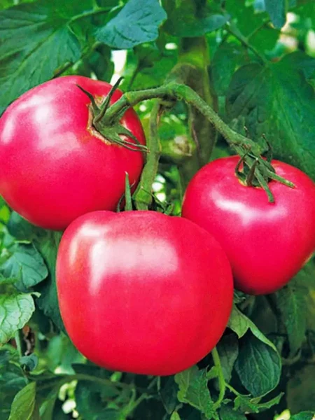 malinovyy-korol-4-151487