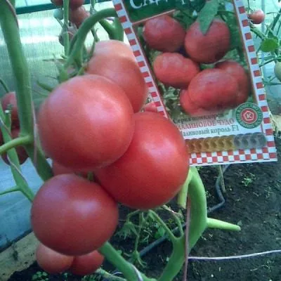 malinovyy-korol-5-151487