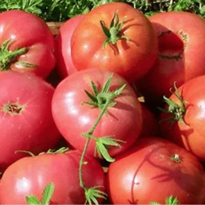 malinovyy-korol-6-151487