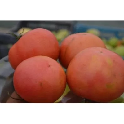 malinovyy-korol-7-151487