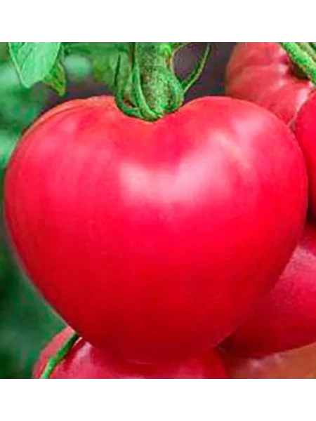 malinovyy-rassvet-1-168685