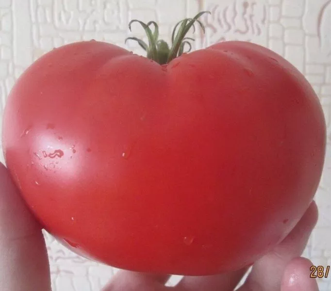 malinovyy-rassvet-3-168685