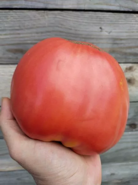 malinovyy-rassvet-6-168685