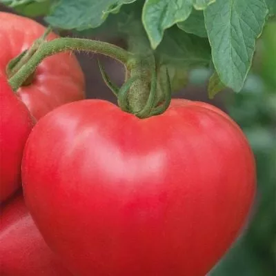 malinovyy-rassvet-8-168685