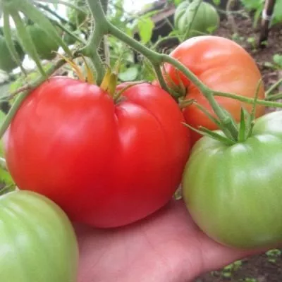 malinovyy-rassvet-9-168685