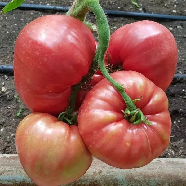 malinovyy-rassvet-main-168685