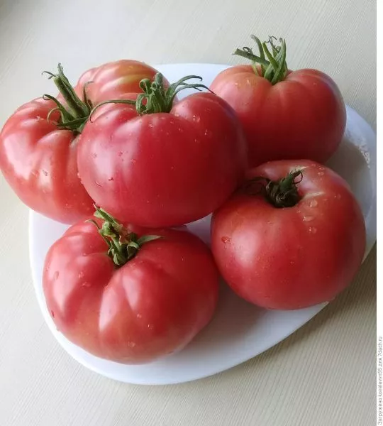 malinovyy-velikan-main-143195