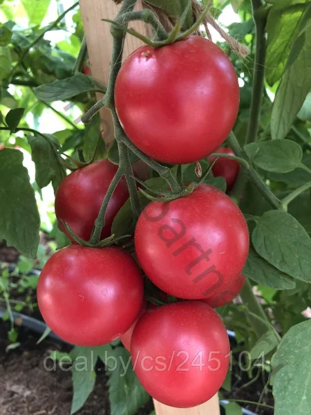 malinovyy-zemledelets-1-150627