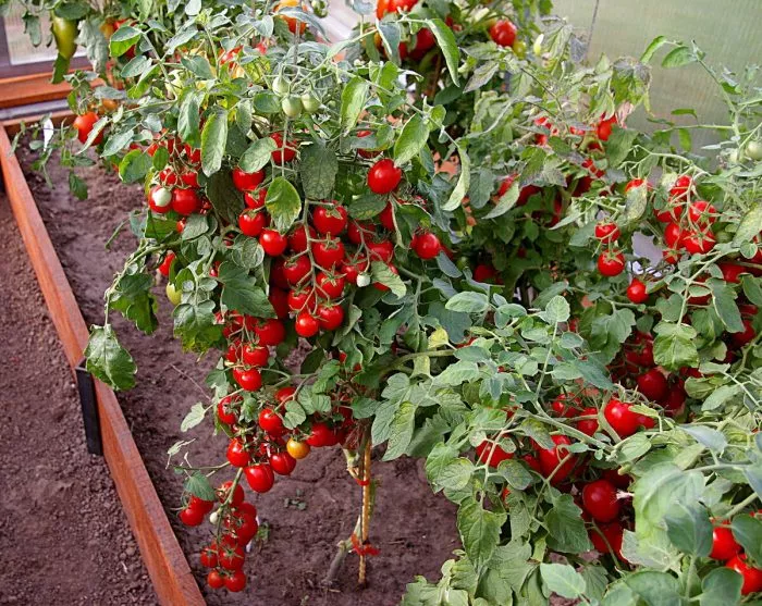 malinovyy-zemledelets-4-150627