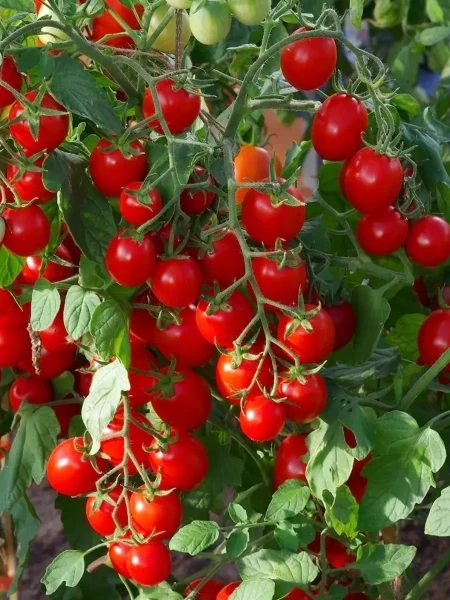 malinovyy-zemledelets-5-150627